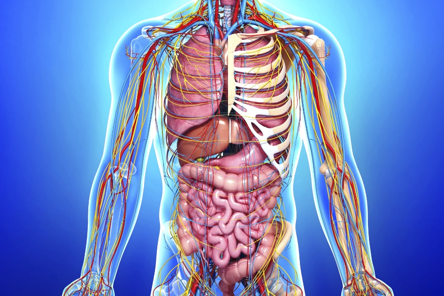 What is Testosterone? The best effects of Testosterone on the male body What is Testosterone The best effects of Testosterone on the 10