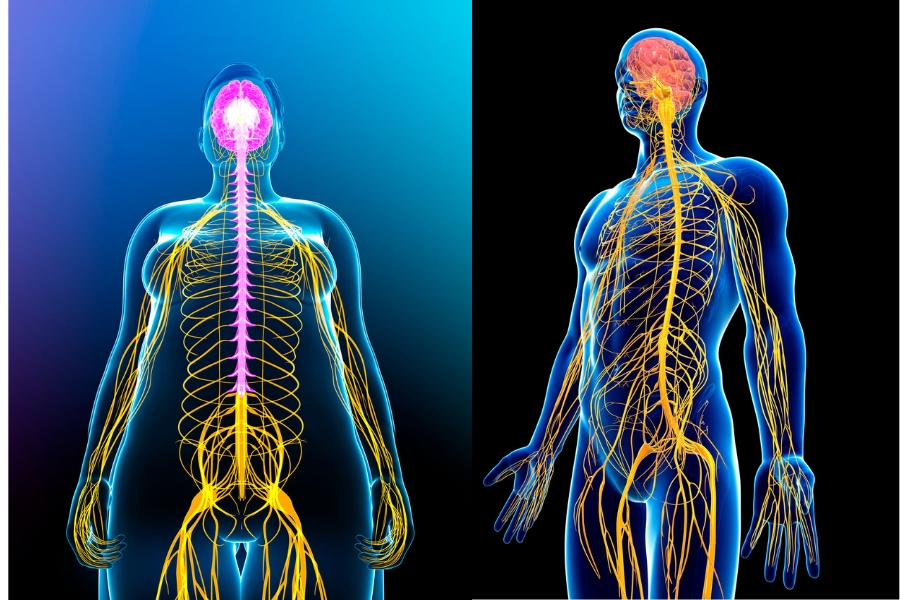 What is Testosterone? The best effects of Testosterone on the male body What is Testosterone The best effects of Testosterone on the 11