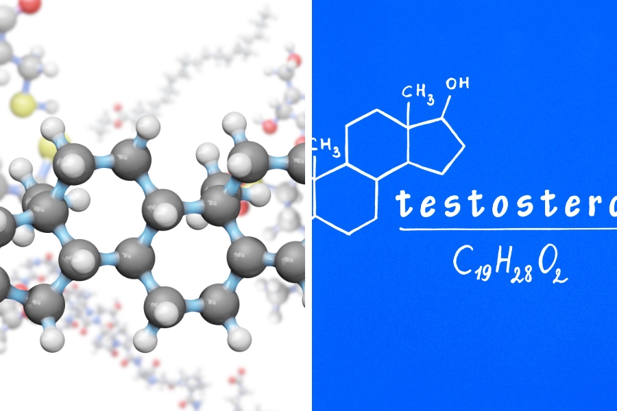 What is Testosterone? The best effects of Testosterone on the male body What is Testosterone The best effects of Testosterone on the 3