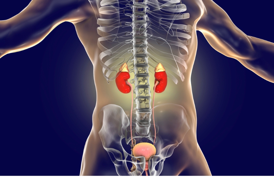 What is Testosterone? The best effects of Testosterone on the male body What is Testosterone The best effects of Testosterone on the 4